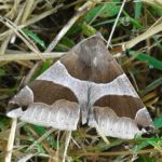 Passenger moth Dysgonia algira