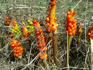 Lords and Ladies in fruit