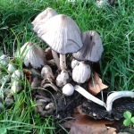 Common Inkcap, Coprinus atramentarius