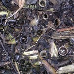 A birdsnest fungus, Cyathus olla, on the new habitat of woodchip