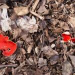 Scarlet Elf Cup fungus Sarcoscypha austriaca