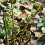 Fiddle-headed ferns unrolling