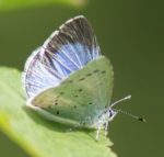 Holly Blue