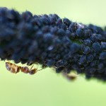 Ant farming Blackfly aphids