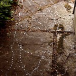 Snail Tracks in garden