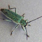 Saperda punctata, a rare green longhorn beetle with black spots