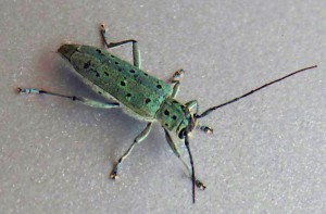 A green longhorn beetle with black spots
