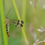 This Scorpion Fly has a 'cool dude' look. I know it's anthropomorphism, but...