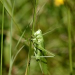 Great Green Bush Cricket