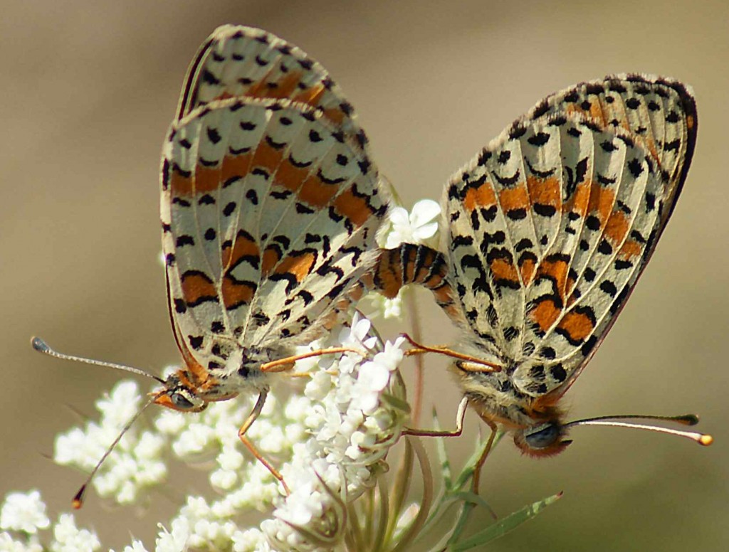 Mating Pair of Spotted Fritillaries on Greater Pignut