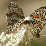 Mating Pair of Spotted Fritillaries on Greater Pignut