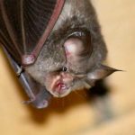 Lesser Horseshoe Bat