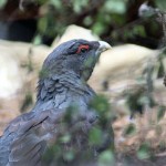 Capercaillie at Highland Wildlife Park