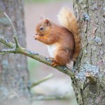 Red Squirrel