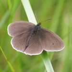 Ringlet butterfly at Feshiebridge