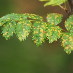 Rowan leaf, spotted with a rust fungus