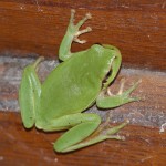 European Tree-Frog