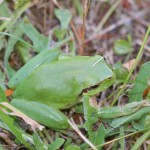 Tree-Frog: if you put it down, it disappears!