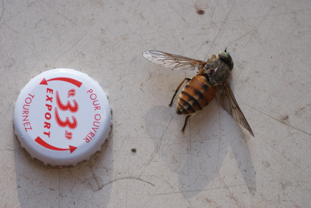 Tabanus bovinus: a giant horsefly, actually associated with cows (as 'bovinus' suggests)