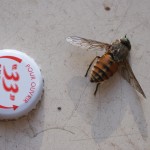 Tabanus bovinus: a giant horsefly, actually associated with cows (as 'bovinus' suggests)