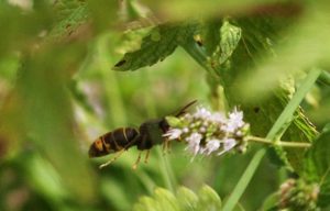 Asiatic Hornet stalking prey