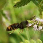 Asiatic Hornet stalking prey