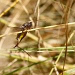 A magnificent dark Bush-Cricket