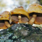 Golden Scalycap Pholiota aurivella on Willow