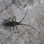 Male Monochamus sartor, a Cerambycid longhorn beetle