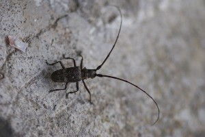Male Monochamus sartor, a Cerambycid longhorn beetle