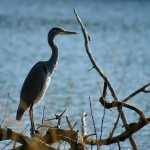 Grey Heron