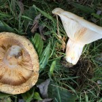 Lactarius cilicioides, a Milkcap