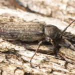 Longhorn beetle, cf Rhagium sp., a serious destroyer of timber