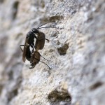 Pompilid spider-hunting wasp carrying spider under body up wal