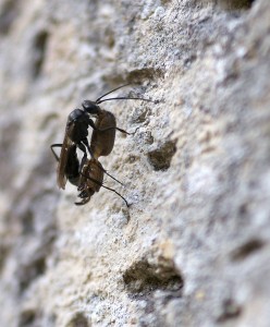 Pompilid spider-hunting wasp carrying spider under body up wal