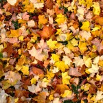 Sycamore Leaf Carpet - Gunnersbury Park