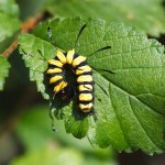 Alder Moth Caterpillar on Elm