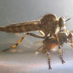 Robber Flies, male and female