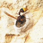 Mason Wasp building mud nest