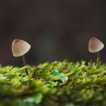 Burgundydrop Bonnet, Mycena haematopus