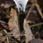 Stagshorn or Candlesnuff, Xylaria hypoxylon