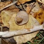 Coconut-scented Milkcap, Lactarius glyciosmus