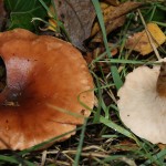 Tawny Funnel, Lepista flaccida