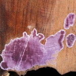 Purple Crust Fungus