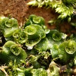 Lunularia cruciata, Crescent-Cup Liverwort. Raindrops splash the small disc-like gemmae out of the cups; the gemmae can grow into new plants
