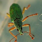 Turquoise Weevil Phyllobius cf pomaceus