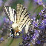 The so-called Scarce Swallowtail is actually the commoner of the two swallowtail butterflies here