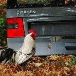 Vive la France! A cockerel with an old car