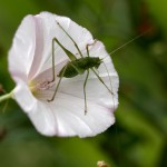 Speckled Bush Cricket Leptophyes punctatissima on Convolvulus flower