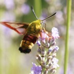 Hemaris fuciformis, Broad-Bordered Bee Hawk-Moth, hovering to take nectar from lavender